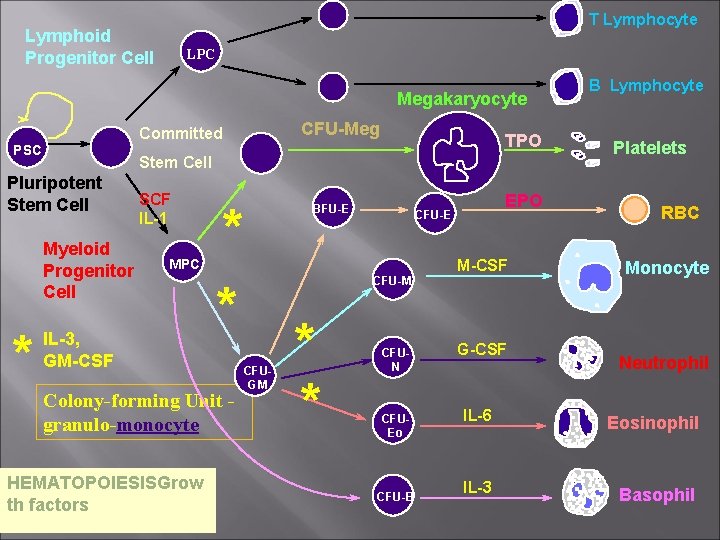 T Lymphocyte Lymphoid Progenitor Cell LPC Megakaryocyte PSC CSC Pluripotent Stem Cell Myeloid Progenitor