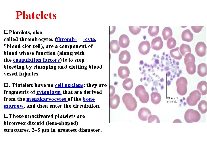 Platelets q. Platelets, also called thrombocytes (thromb- + -cyte, "blood clot cell), are a