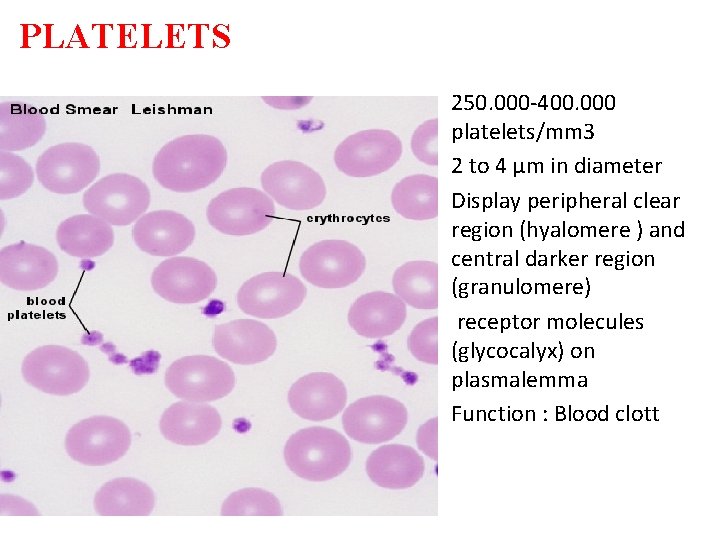 PLATELETS 250. 000 -400. 000 platelets/mm 3 2 to 4 µm in diameter Display