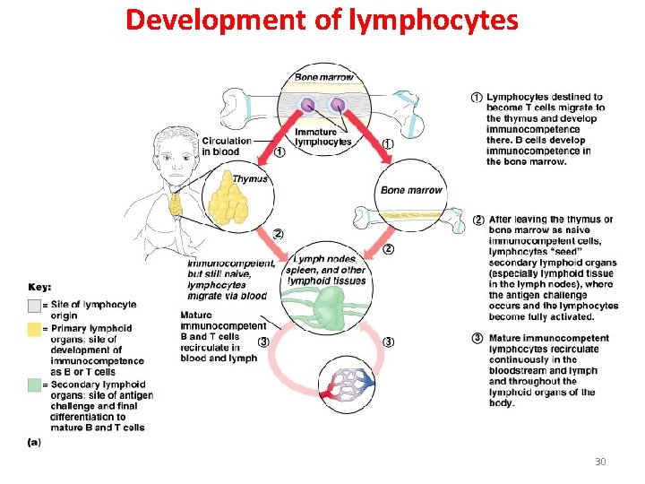 Development of lymphocytes 30 