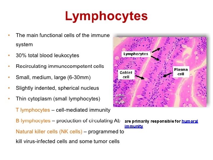 are primarily responsible for humoral immunity 