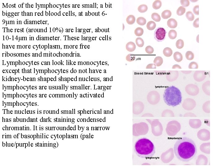 Most of the lymphocytes are small; a bit bigger than red blood cells, at