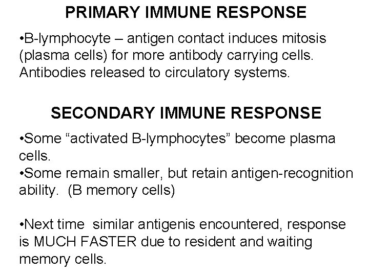 PRIMARY IMMUNE RESPONSE • B-lymphocyte – antigen contact induces mitosis (plasma cells) for more