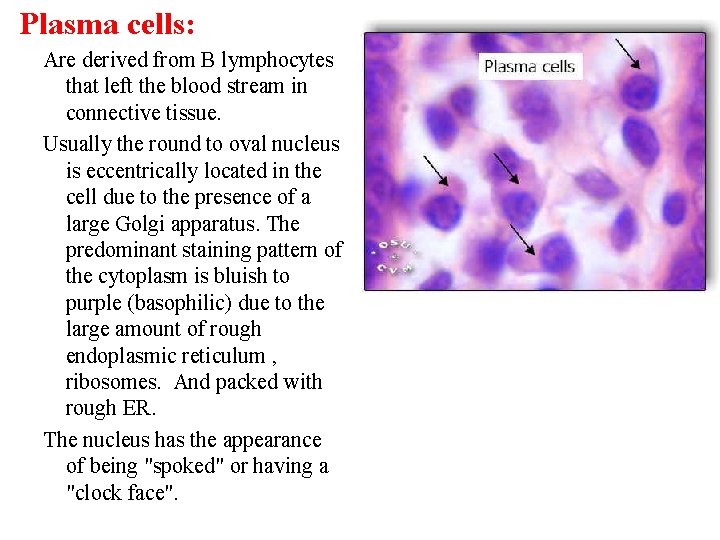 Plasma cells: Are derived from B lymphocytes that left the blood stream in connective