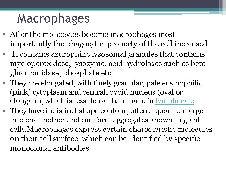 Macrophages § After the monocytes become macrophages most importantly the phagocytic property of the