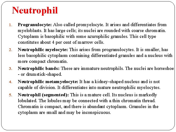 Neutrophil 1. 2. 3. 4. 5. Progranulocyte: Also called promyelocyte. It arises and differentiates