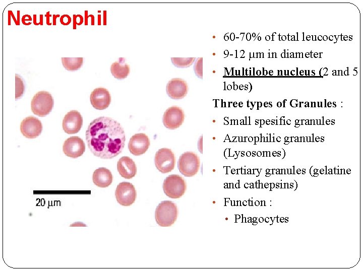 Neutrophil • 60 -70% of total leucocytes • 9 -12 µm in diameter •