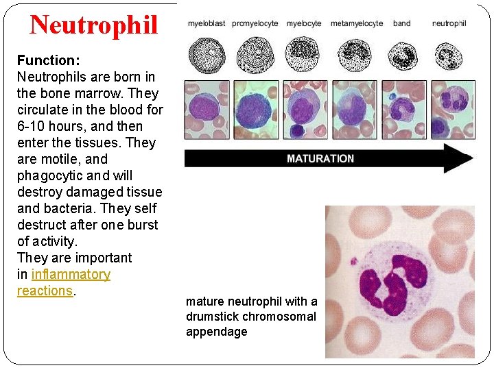 Neutrophil Function: Neutrophils are born in the bone marrow. They circulate in the blood