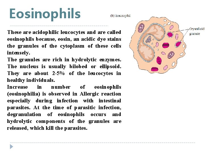 Eosinophils These are acidophilic leucocytes and are called eosinophils because, eosin, an acidic dye