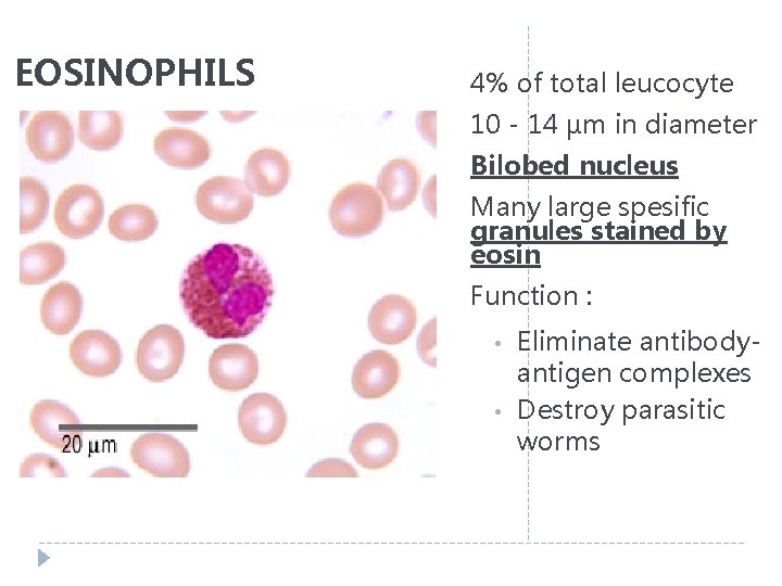 EOSINOPHILS 4% of total leucocyte 10 - 14 µm in diameter Bilobed nucleus Many