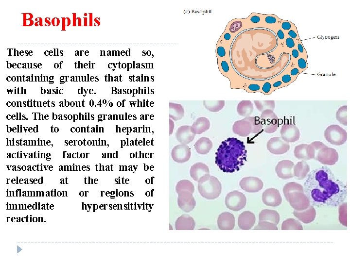 Basophils These cells are named so, because of their cytoplasm containing granules that stains