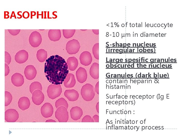 BASOPHILS <1% of total leucocyte 8 -10 µm in diameter S-shape nucleus (irregular lobes)