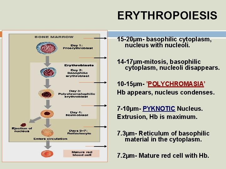 ERYTHROPOIESIS 15 -20µm- basophilic cytoplasm, nucleus with nucleoli. 14 -17µm-mitosis, basophilic cytoplasm, nucleoli disappears.