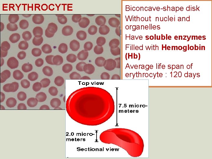 ERYTHROCYTE Biconcave-shape disk Without nuclei and organelles Have soluble enzymes Filled with Hemoglobin (Hb)