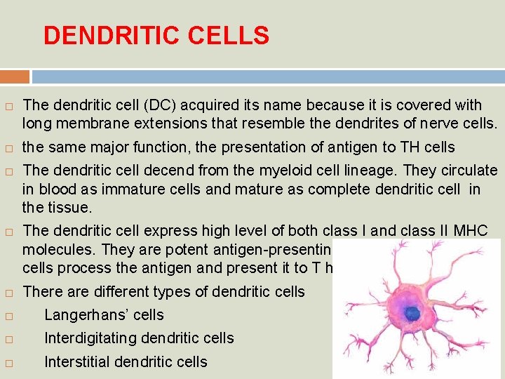 DENDRITIC CELLS The dendritic cell (DC) acquired its name because it is covered with