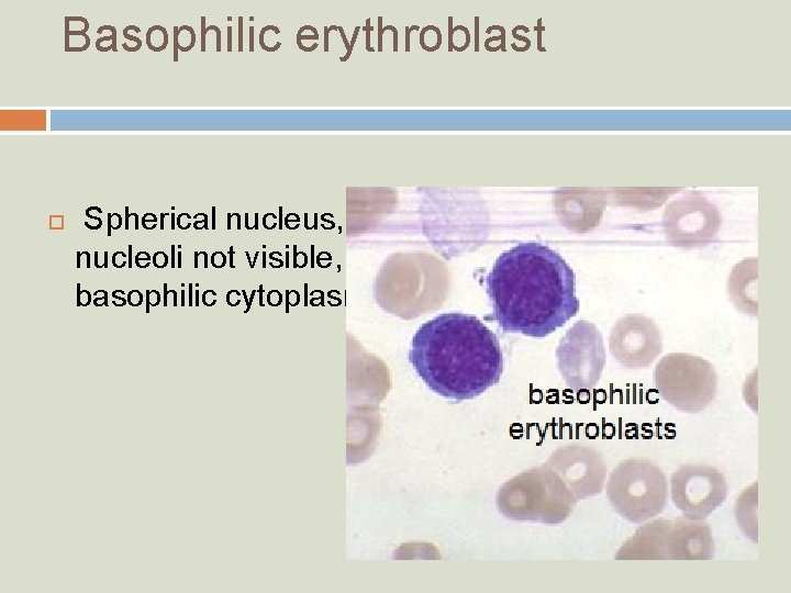 Basophilic erythroblast Spherical nucleus, nucleoli not visible, basophilic cytoplasm 