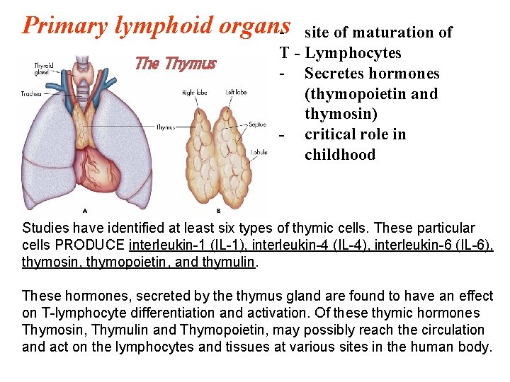 Primary lymphoid organs. The Thymus site of maturation of T - Lymphocytes - Secretes