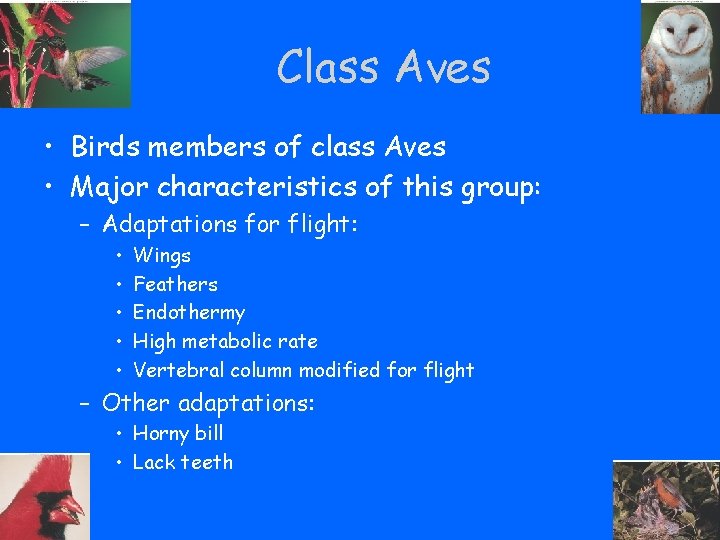 Class Aves • Birds members of class Aves • Major characteristics of this group: