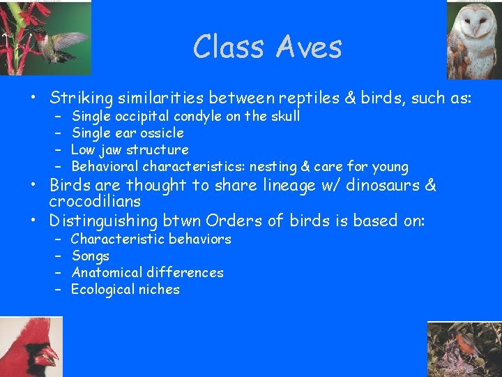 Class Aves • Striking similarities between reptiles & birds, such as: – – Single