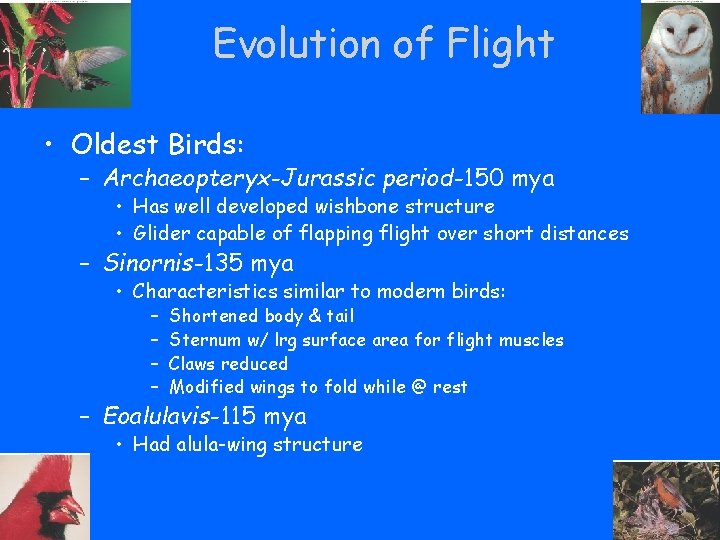 Evolution of Flight • Oldest Birds: – Archaeopteryx-Jurassic period-150 mya • Has well developed