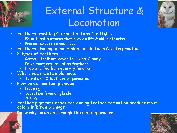 External Structure & Locomotion • Feathers provide (2) essential fxns for flight: • •
