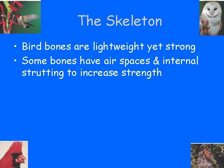 The Skeleton • Bird bones are lightweight yet strong • Some bones have air