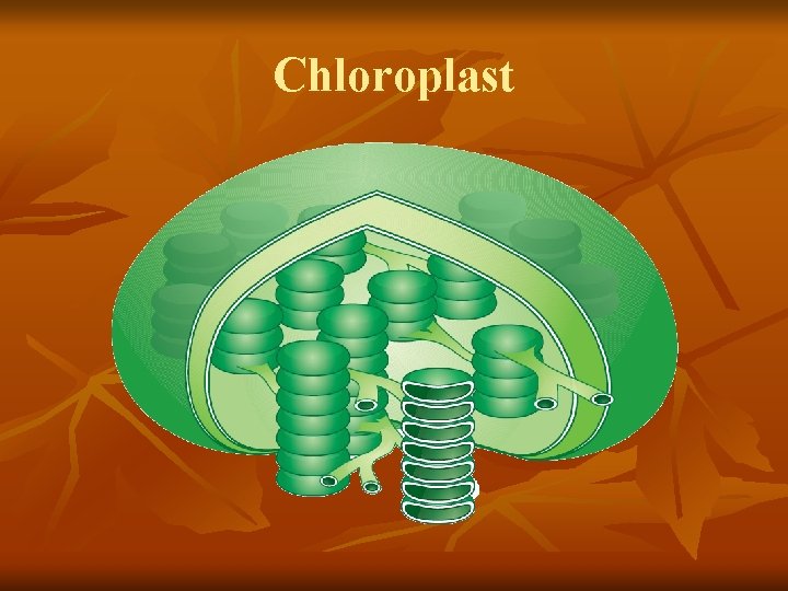 Chloroplast 