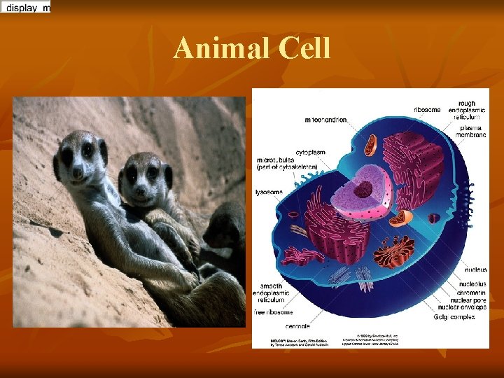 Animal Cell 