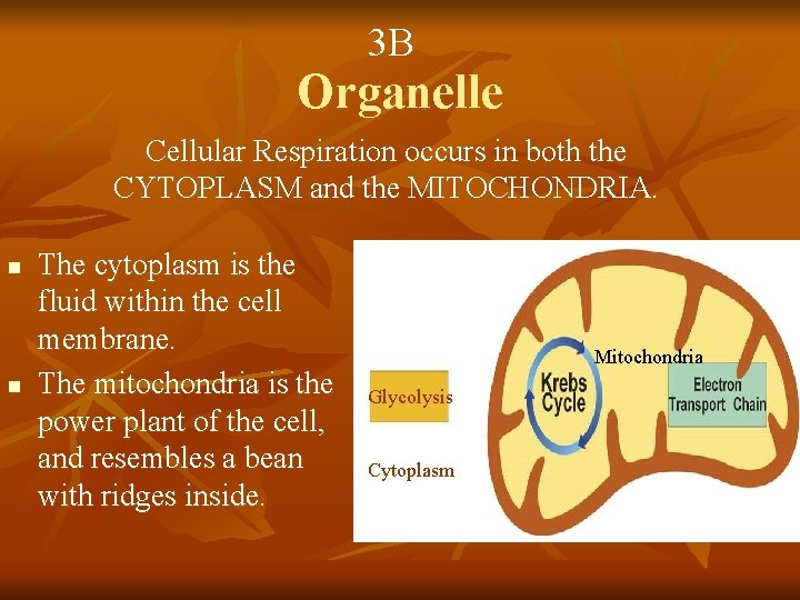 3 B Organelle Cellular Respiration occurs in both the CYTOPLASM and the MITOCHONDRIA. n