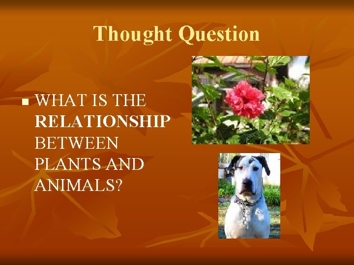 Thought Question n WHAT IS THE RELATIONSHIP BETWEEN PLANTS AND ANIMALS? 