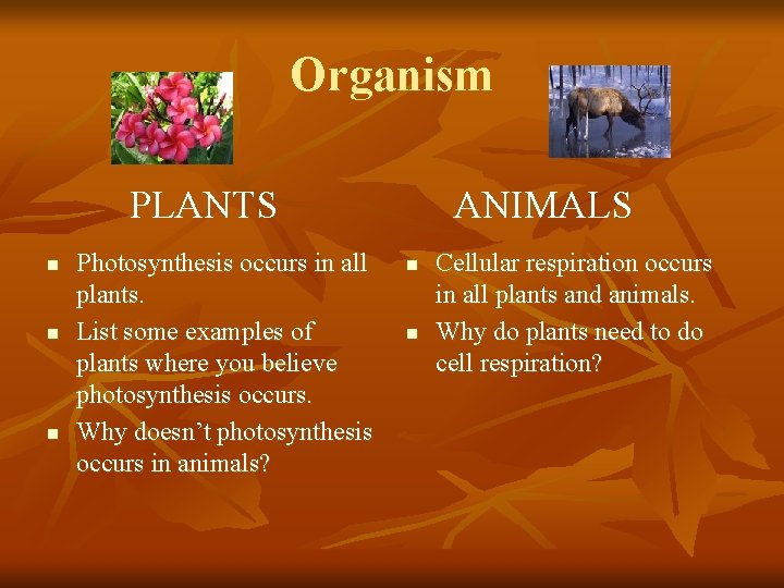 Organism PLANTS n n n Photosynthesis occurs in all plants. List some examples of