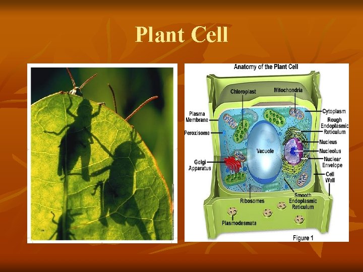Plant Cell 
