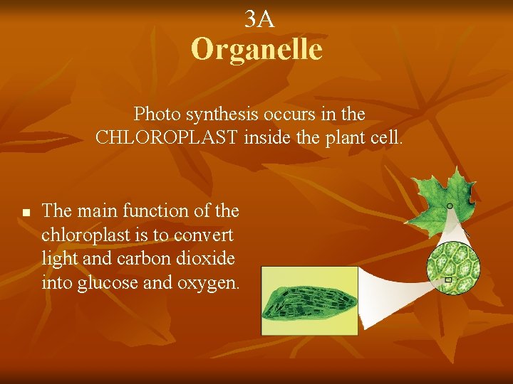 3 A Organelle Photo synthesis occurs in the CHLOROPLAST inside the plant cell. n