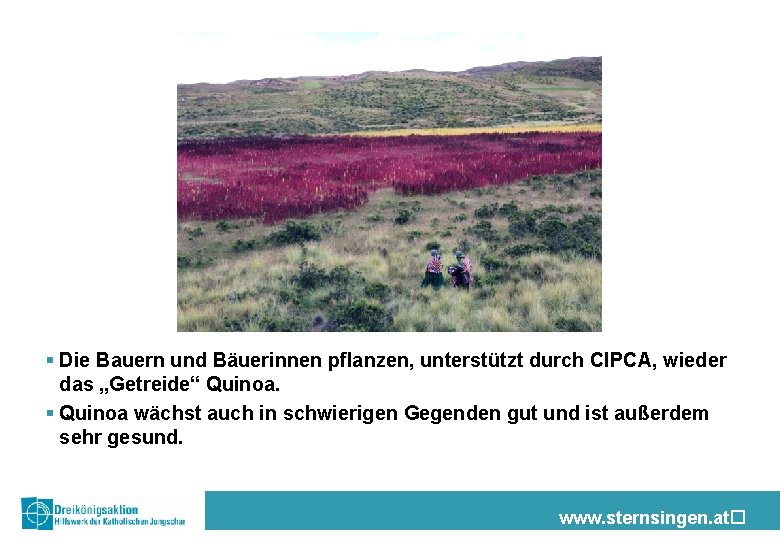 § Die Bauern und Bäuerinnen pflanzen, unterstützt durch CIPCA, wieder das „Getreide“ Quinoa. §