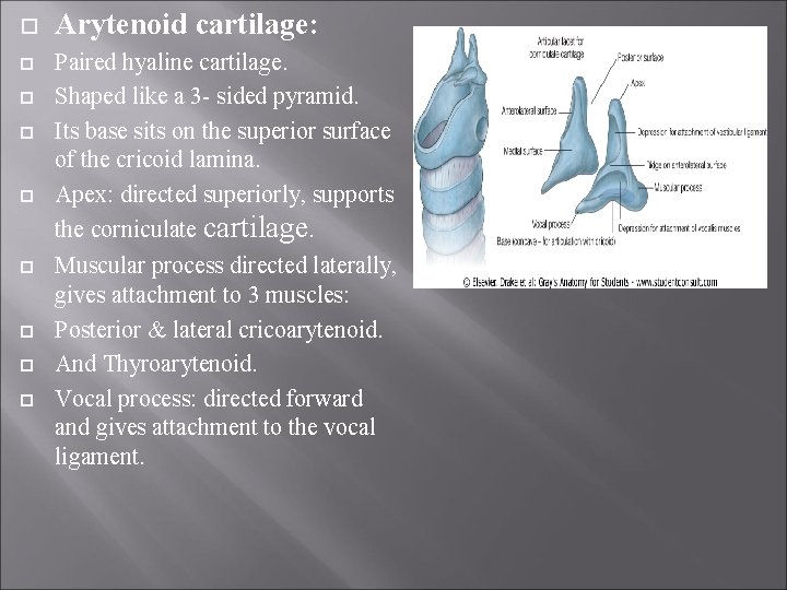  Arytenoid cartilage: Paired hyaline cartilage. Shaped like a 3 - sided pyramid. Its