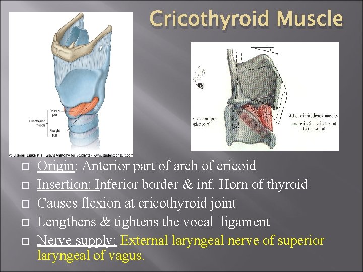 Cricothyroid Muscle Origin: Anterior part of arch of cricoid Insertion: Inferior border & inf.