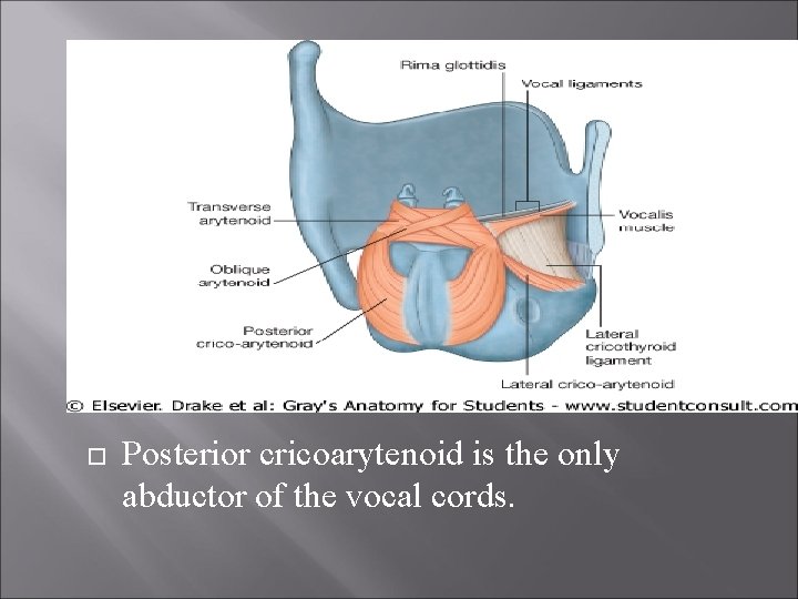  Posterior cricoarytenoid is the only abductor of the vocal cords. 