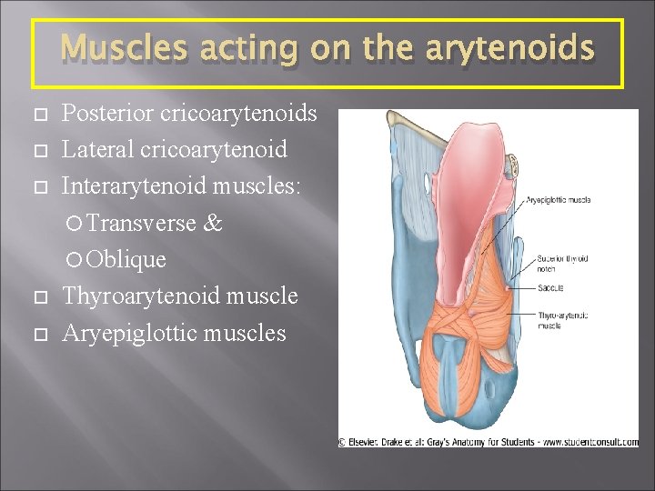 Muscles acting on the arytenoids Posterior cricoarytenoids Lateral cricoarytenoid Interarytenoid muscles: Transverse & Oblique