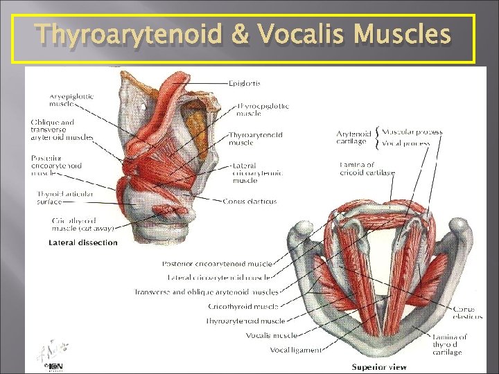 Thyroarytenoid & Vocalis Muscles 