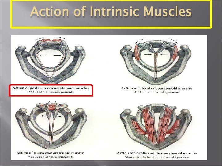 Action of Intrinsic Muscles 