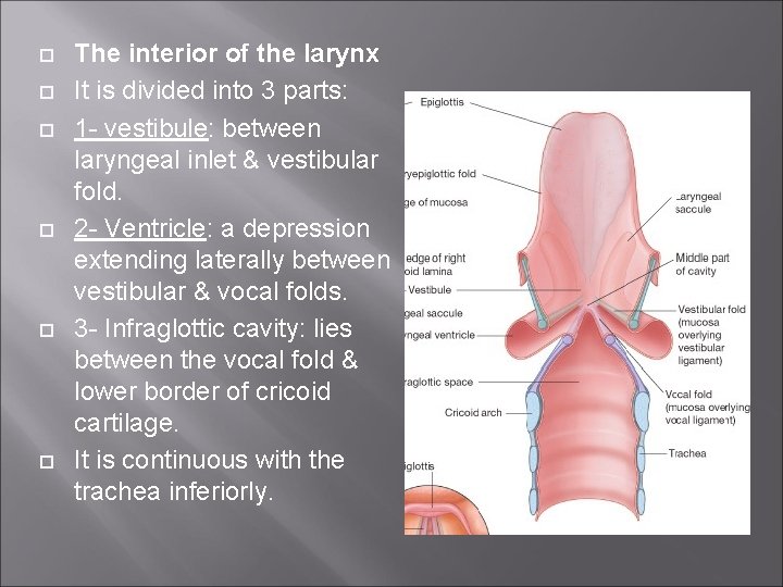  The interior of the larynx It is divided into 3 parts: 1 -