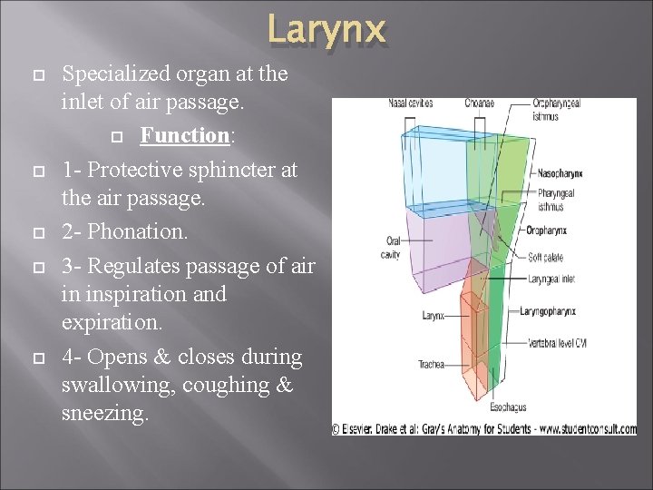 Larynx Specialized organ at the inlet of air passage. Function: 1 - Protective sphincter