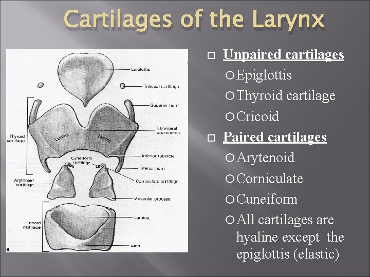 Cartilages of the Larynx Unpaired cartilages Epiglottis Thyroid cartilage Cricoid Paired cartilages Arytenoid Corniculate