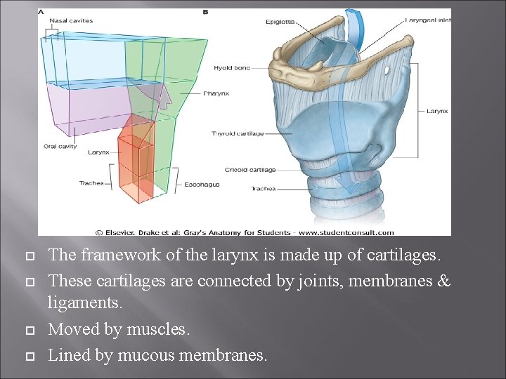  The framework of the larynx is made up of cartilages. These cartilages are
