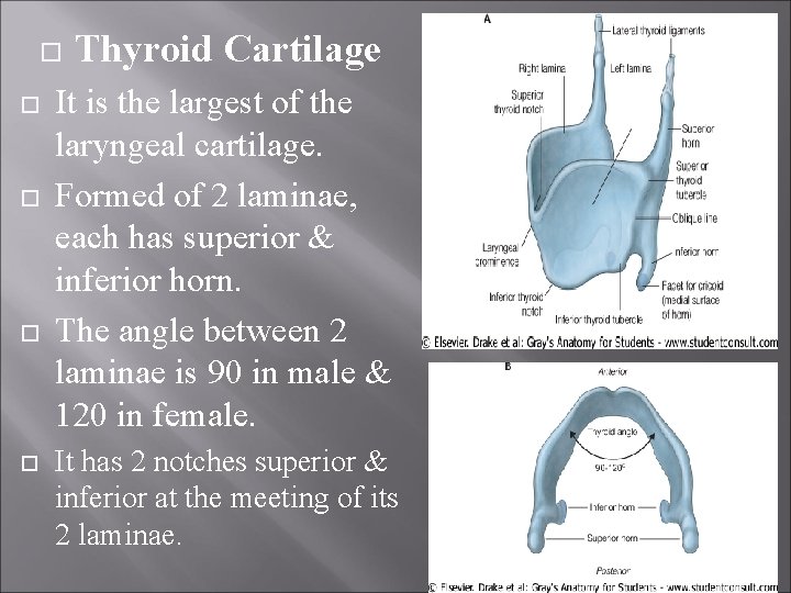  Thyroid Cartilage It is the largest of the laryngeal cartilage. Formed of 2