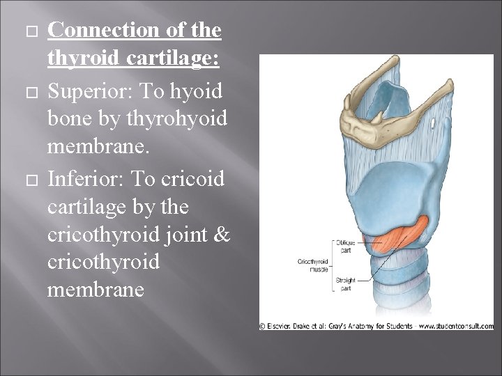  Connection of the thyroid cartilage: Superior: To hyoid bone by thyrohyoid membrane. Inferior: