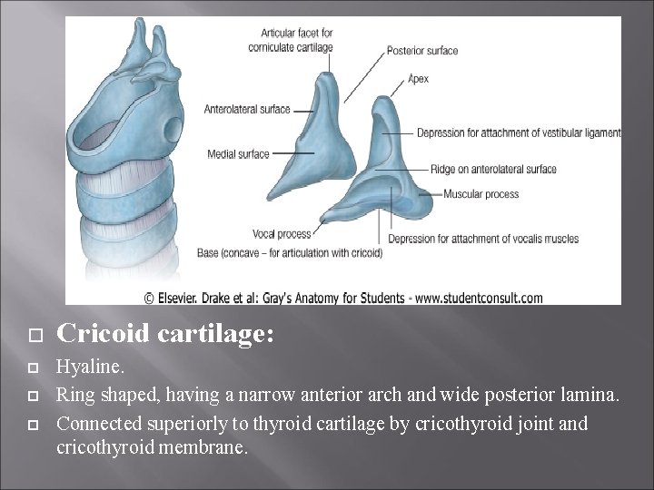  Cricoid cartilage: Hyaline. Ring shaped, having a narrow anterior arch and wide posterior