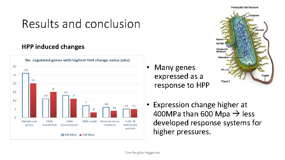 Results and conclusion HPP induced changes • Many genes expressed as a response to