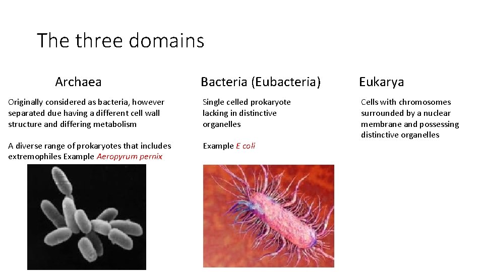 The three domains Archaea Bacteria (Eubacteria) Eukarya Originally considered as bacteria, however separated due