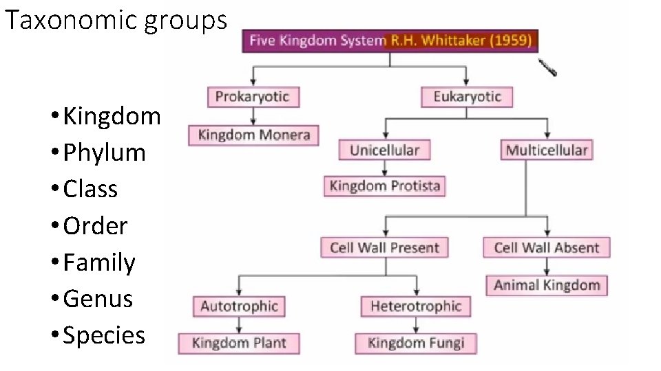 Taxonomic groups • Kingdom • Phylum • Class • Order • Family • Genus